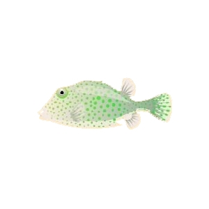 Green Trunkfish